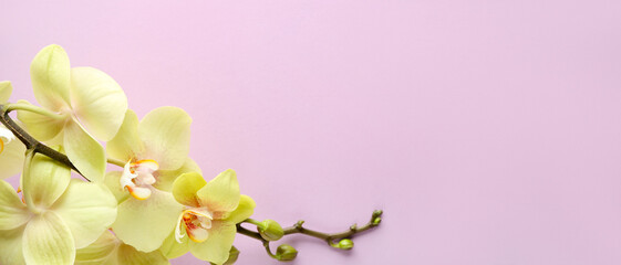 Beautiful orchid flowers on color background with space for text