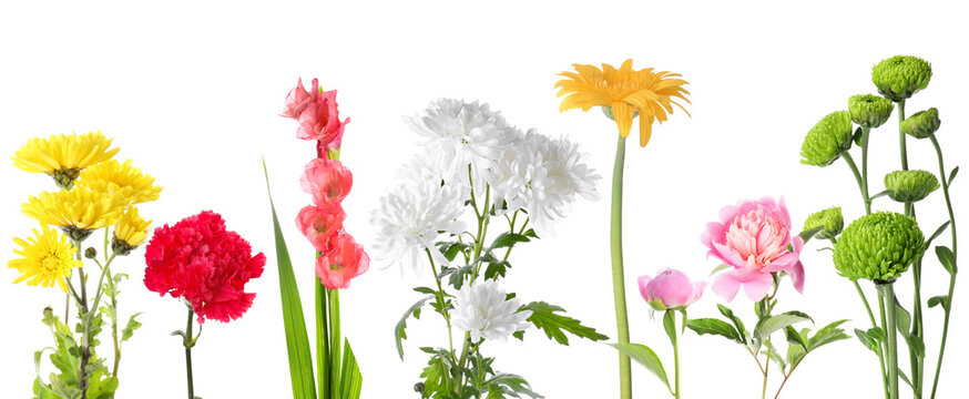 Set of different flowers isolated on white