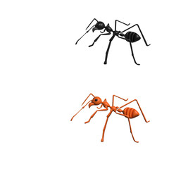 3D Realistic Red black imported fire ant, fire ant action. 