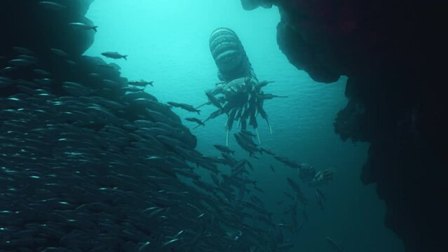 A school of pachydiscus hunt for fish