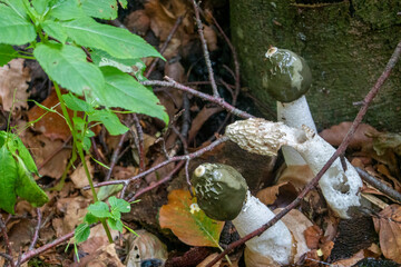 Mushrooms in the autumn forest