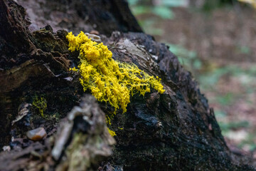 Mushrooms in the autumn forest