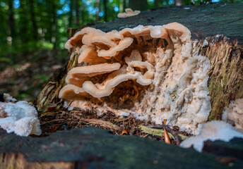 Mushrooms in the autumn forest