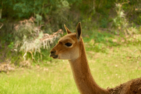Lama vicugna is grazing in a pasture. Portrait of a female vicuna in profile
