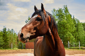 Fototapeta premium Vladimir heavy horse. Close-up portrait in profile