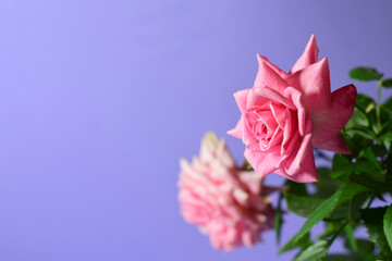 Rose flower, on mauve background and copy space.
