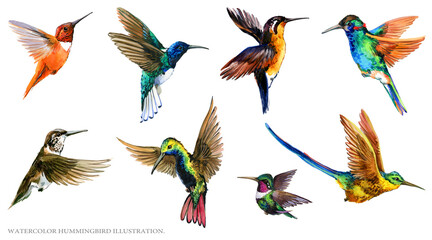 watercolor Hummingbird illustration set.
Tropical bird collection - 512723292