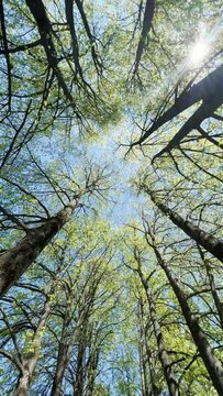 Sky with spring forest