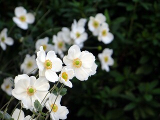 シュウメイギク