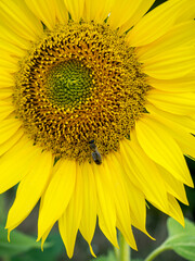 close-up of blooming sunflowers with a bumblebee