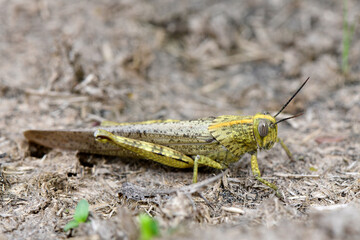 Ägyptische Wanderheuschrecke // Egyptian grasshopper (Anacridium aegyptium)
