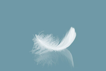 Abstract Single White Bird Feather with Reflection. Swan Feather 