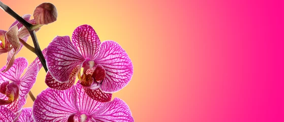 Foto auf Glas Beautiful orchid flowers on white background © Pixel-Shot