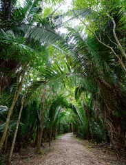 Obraz premium im Dschungel Mexikos - Kohunlich, Quintana Roo