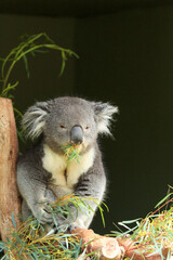 eating Koala Australia