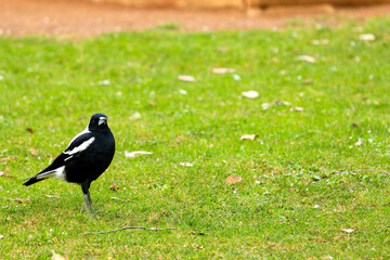 black bird on grass