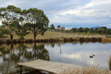 landscape with lake
