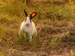Rabbit in green land with lots of dried grass. Lovely bunny rabbit in nature running around during golden light sunset.