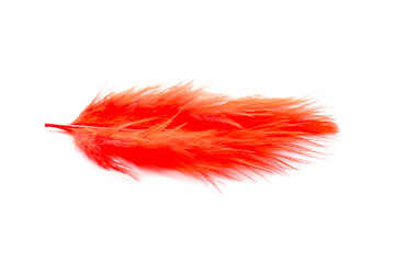 Beautiful red feather on white background