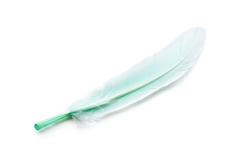 Beautiful green feather on white background