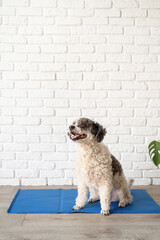 Cute mixed breed dog sitting on cool mat looking up on white brick wall background