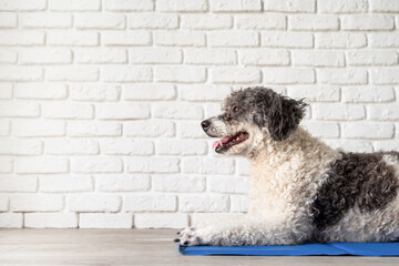 Cute mixed breed dog lying on cool mat looking up on white brick wall background