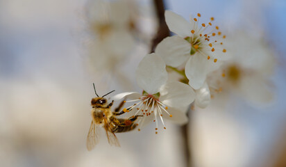 Westliche Honigbiene - Apis mellifera - auf einer Schlehdornblüte - Prunus spinosa