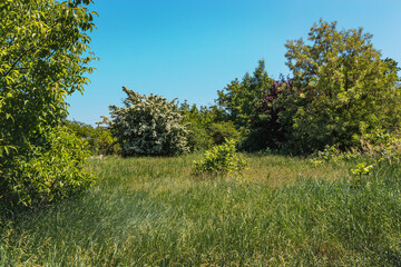 Summer landscape. A field with green grass and trees in the background. Green summer landscape. A beautiful summer field with a view of the forest and the blue sky.
