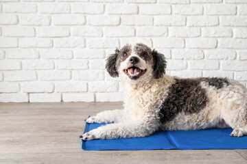 Cute mixed breed dog lying on cool mat looking up on white brick wall background - Powered by Adobe