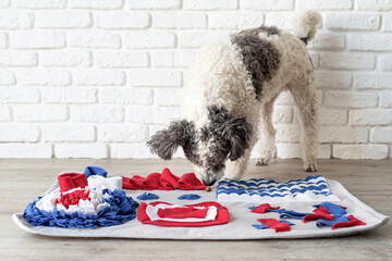 cute mixed breed dog playing with washable snuffle rug for hiding dried treats for nose work....
