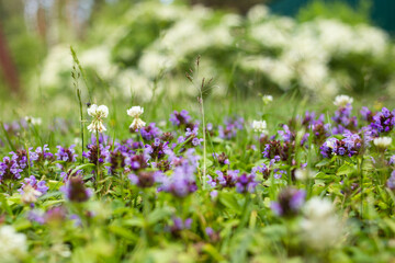 Green lawn with blooming purple clover flowers. Spring. Blossom
