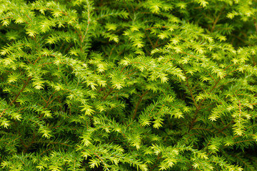 green fir branches in the summer garden