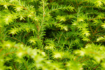 green fir branches in the summer garden