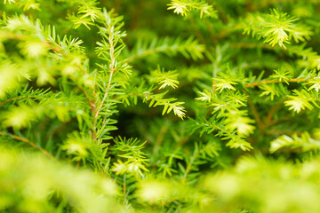 green fir branches in the summer garden