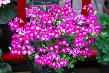 百合が原公園のゼラニウム展