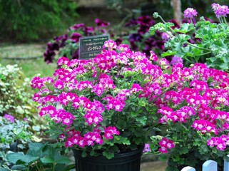 百合が原公園のゼラニウム展