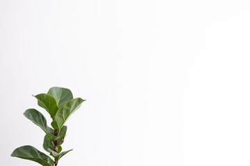 fiddle leaf fig on white background