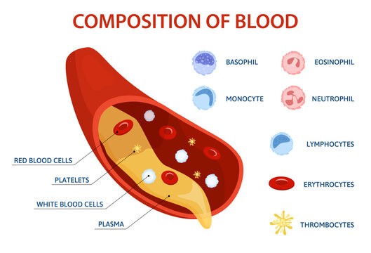 Blood Composition Flat Infographics