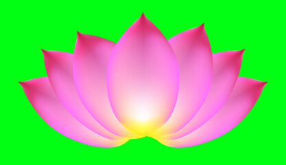 A pink color lotus and green screen background 
