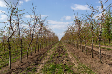 Fototapeta na wymiar Fruit trees planted in a row on the farm. Early spring agricultural work. Apple orchard. Furrows on the ground. Fields for different crops. Agriculture
