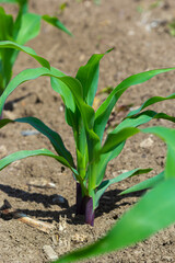 Closeup of green corn sprouts planted in neat rows against a blue sky. Copy space, space for text. Agriculture