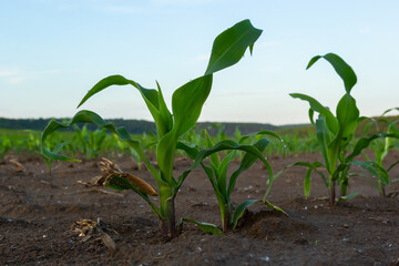 Closeup of green corn sprouts planted in neat rows against a blue sky. Copy space, space for text. Agriculture