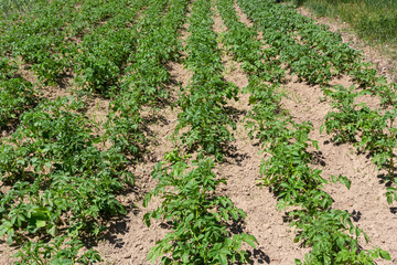 Fototapeta na wymiar Potato field on a sunny summer day. Agriculture, cultivation of vegetables