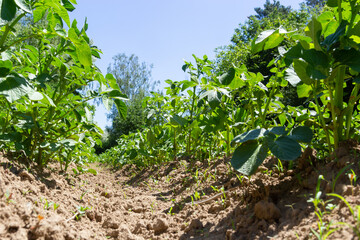 Potato, Solanum tuberosum, plantation. Crop planted at agriculture field