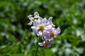 Young flowering potato bushes on a green field, farm, organic farming concept
