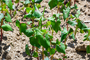Field of sprout buckwheat on background of sky. Buckwheat, Fagopyrum esculentum, Japanese and silverhull buckwheat on the field. Close-up nurseling buckwheat