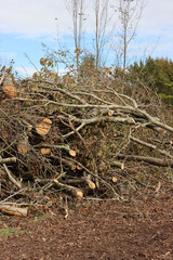 Obraz premium Deforested area in a forest with cutted trees in northern Italy on a sunny day