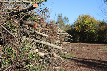 Deforested area in a forest with cutted trees in northern Italy on a sunny day