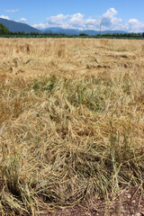 Golden wheat field damaged by bad weather on summer. Storm on wheat field in the italian countryside