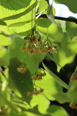 Linden tree branches in bloom with many yellow flowers.Close-up of Tilia tree on springtime